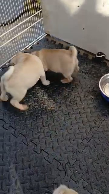 Pugs for sale , 3 females in Norwalk, California