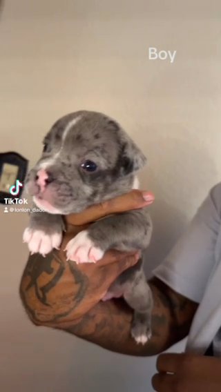 Puppiieessss in Denton, Texas