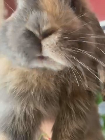 Half dark grey, half orange Holland Lop in Sacramento, California