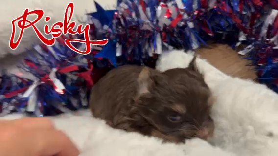 Risky- AKC chocolate & tan in Martinsburg, West Virginia