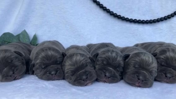 Cane Corso Babies -6 Weeks Old- in Fort Wayne, Indiana