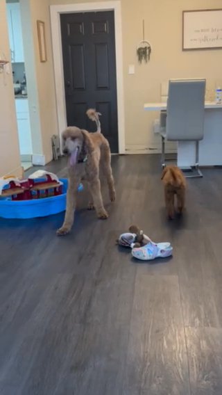 standard poodle in Miami, Florida
