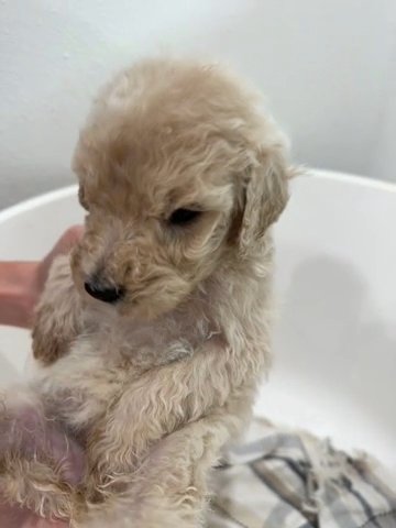 *SOLD*Female Cream/Golden Goldendoodle in Hammond, Louisiana