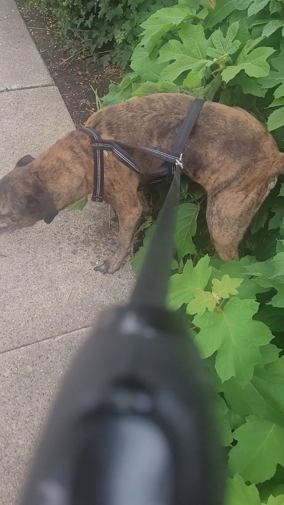 FREE PLOTHOUND in Grand Rapids, Michigan