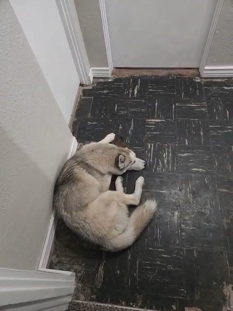 Husky For Sale in Las Vegas, Nevada