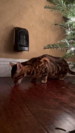 Cincy The Bengal Cat in Huntington Beach, California