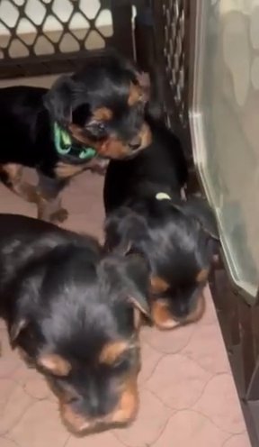 Yorkie Pups in Newton, North Carolina