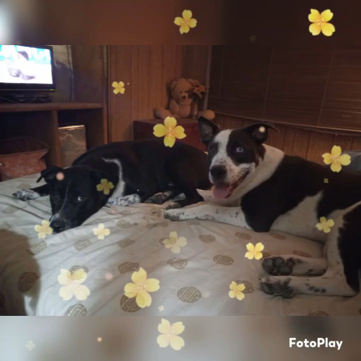 Free Pups To Loving Homes in Tucson, Arizona