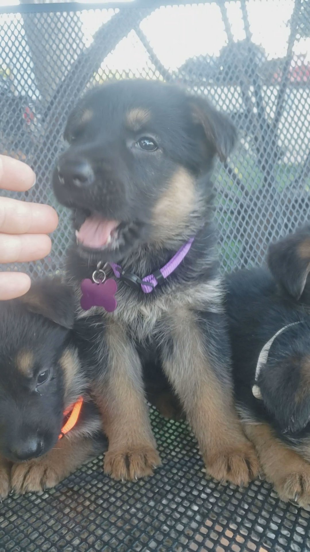 German shepherd  Clio (purple) in Grand Island, Nebraska