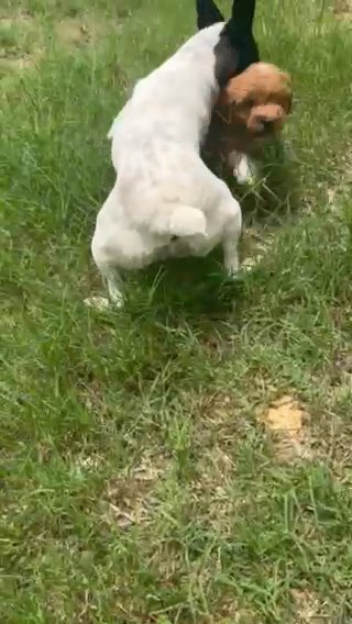 Opal, F1b Micro Mini/petite Goldendoodle in Corinth, Mississippi