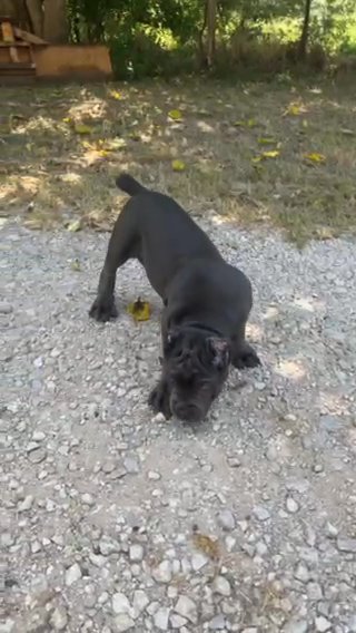 Male Cane Corso in Corsicana, Texas