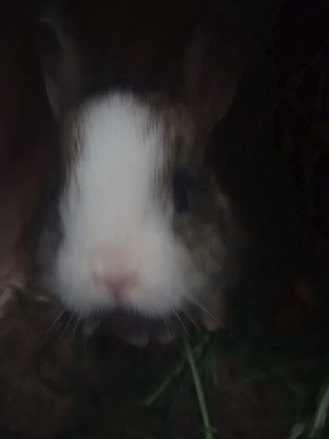 baby bunny in Brownsville, Florida