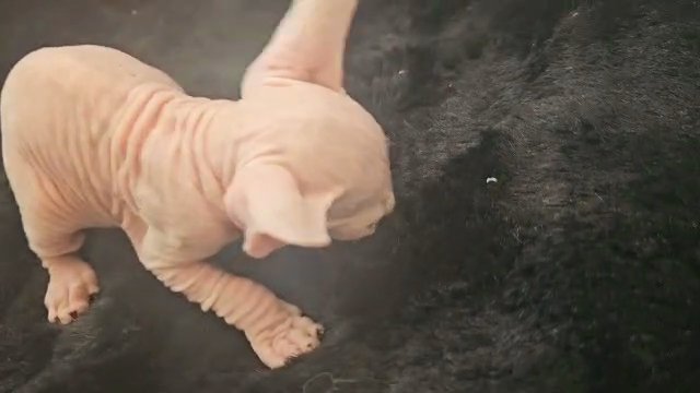Male sphynx kitten aka  Mr. Frost in Lancaster, California