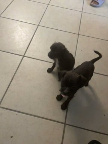Puppies Looking For Home in Tampa, Florida