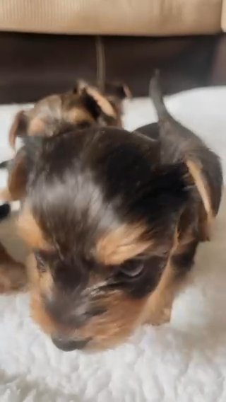 Beautiful Tri Color Yorkie in Springfield, Missouri