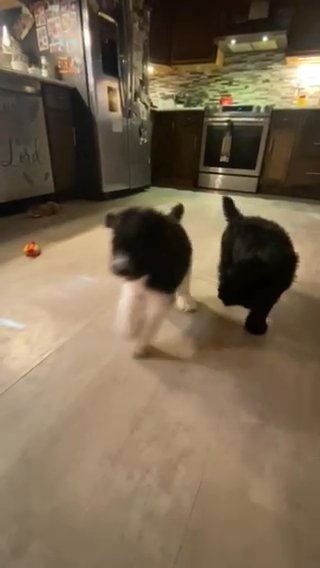 AKC Standard Poodle in Lubbock, Texas