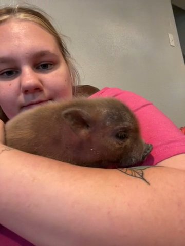 Mini Pig in New York City, New York