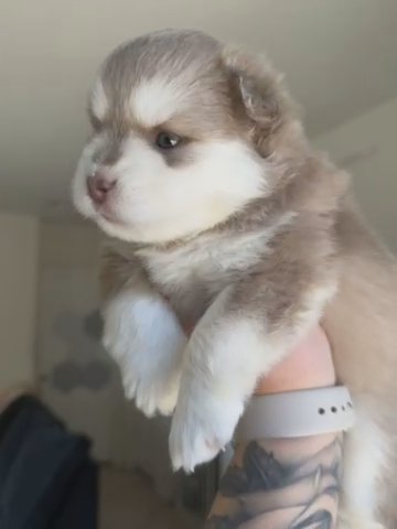 Lavender Pomsky Girl in Los Angeles, California