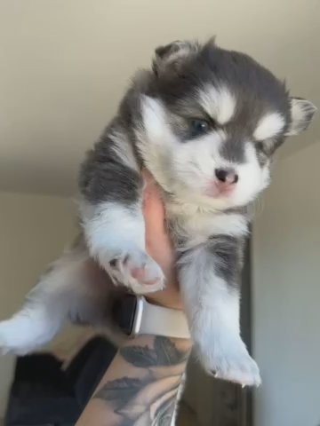 Sokka Blue And White Pomsky in Garden Grove, California