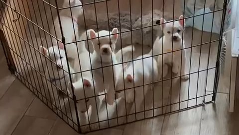 Pure Bred Siberian Husky in Woonsocket, Rhode Island