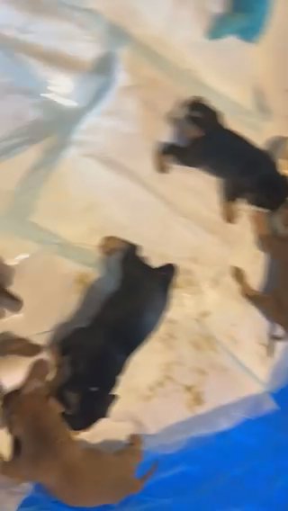 Pocket Bullies in Dallas, Texas