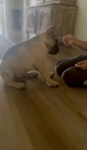 Beautiful Cane Corso Pups in Turlock, California