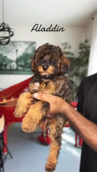 AKC Mini Poodle (Aladdin) in Dallas, Texas