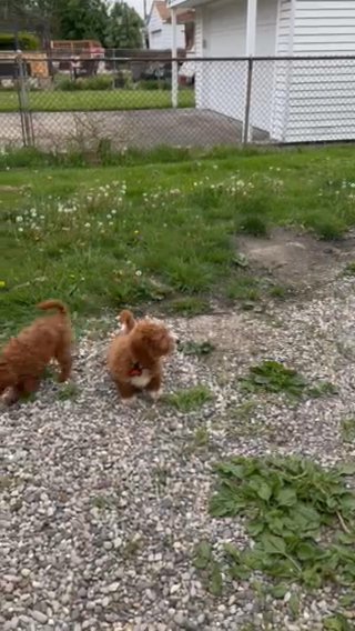 Mini Golden Doodle in Clarksville, Tennessee