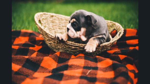 Compact Blue Tri Male English Bulldog in Corsicana, Texas