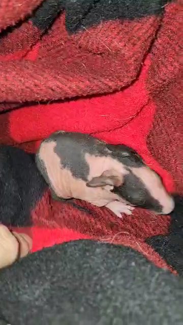 Skinny Pig Babies in Rome, Georgia