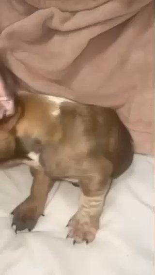 French bulldog in Las Vegas, Nevada