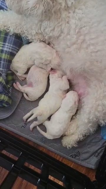CKC Registered Poochon's? in Houston, Texas