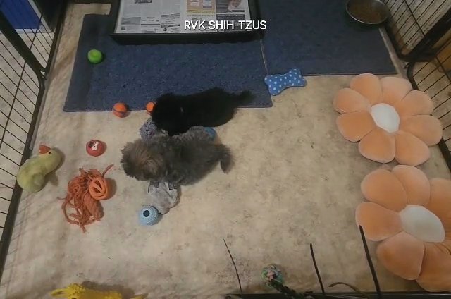 Tiny Male Shih-Tzu in Beatrice, Nebraska