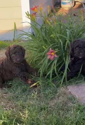 Poodles For Sale in Rocky Mount, North Carolina