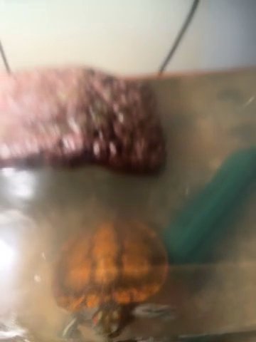kenny red eared slider in Philadelphia, Pennsylvania