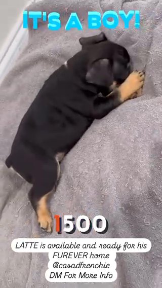 Frenchie Puppy in Fort Lauderdale, Florida