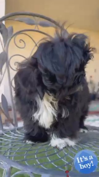 ShihTzu in Queen Creek, Arizona
