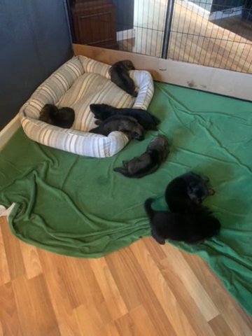 German Shepherd Puppies in Fernley, Nevada
