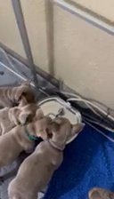 9 weeks Frenchie pups in Mesquite, Texas