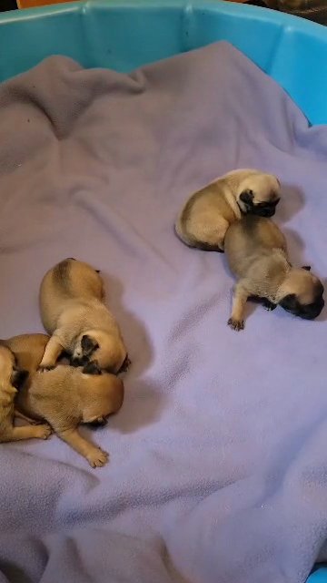 Pug Puppies in Allendale (Charter Township), Michigan