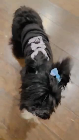 KB Black Yorkie Boy ??(SPECIAL)(SOLD) in Fulshear, Texas