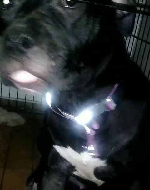 black Pitbull teen (female) in Las Vegas, Nevada