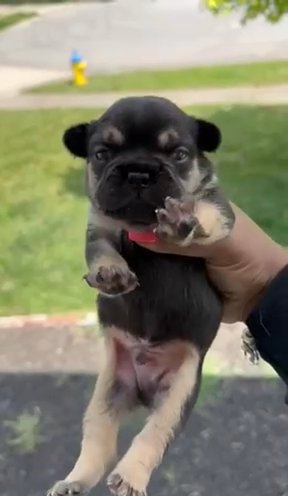 Ryder in Dayton, Ohio