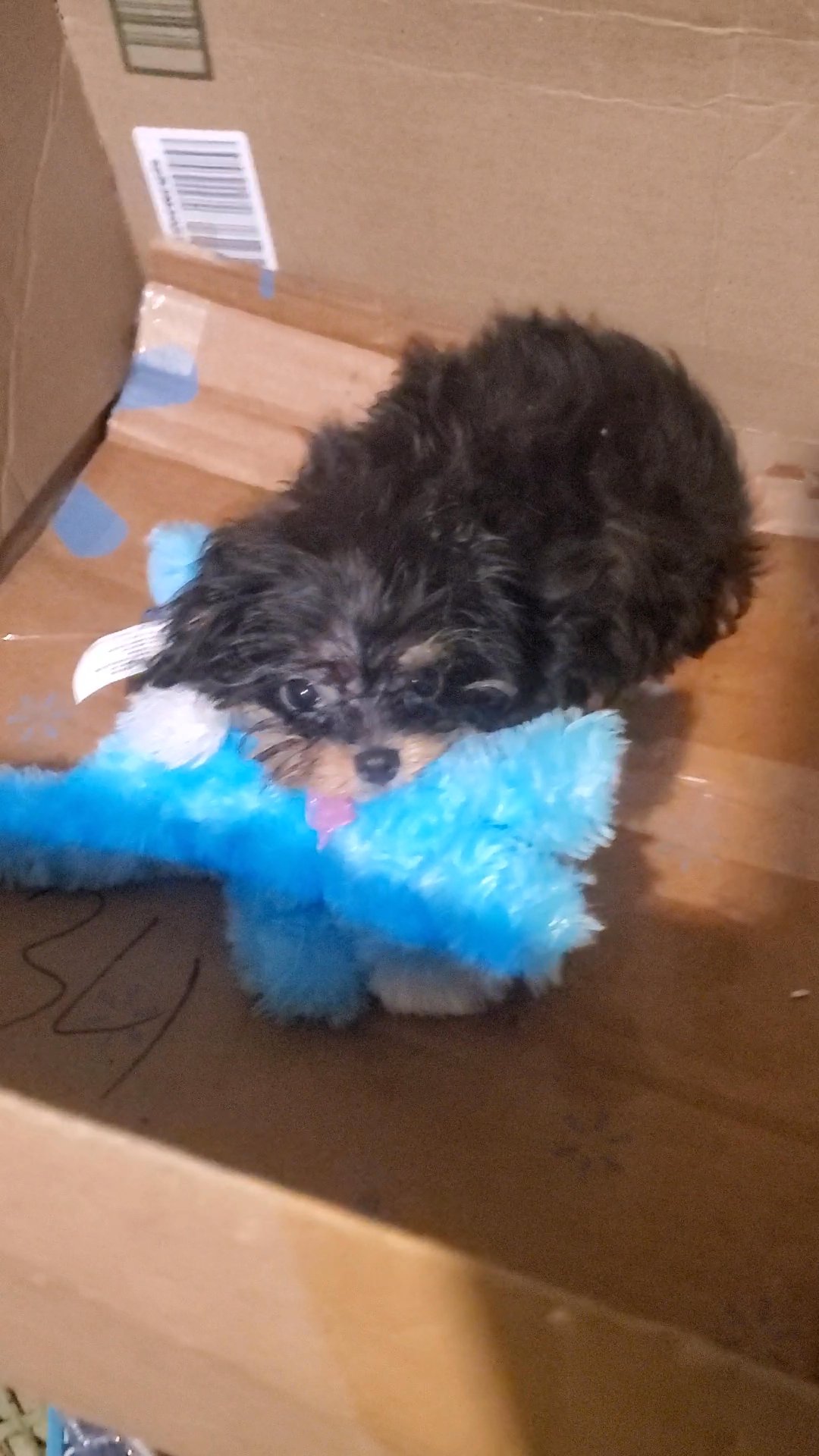 $1400  CHI-POO BOY TEACUP in New York City, New York