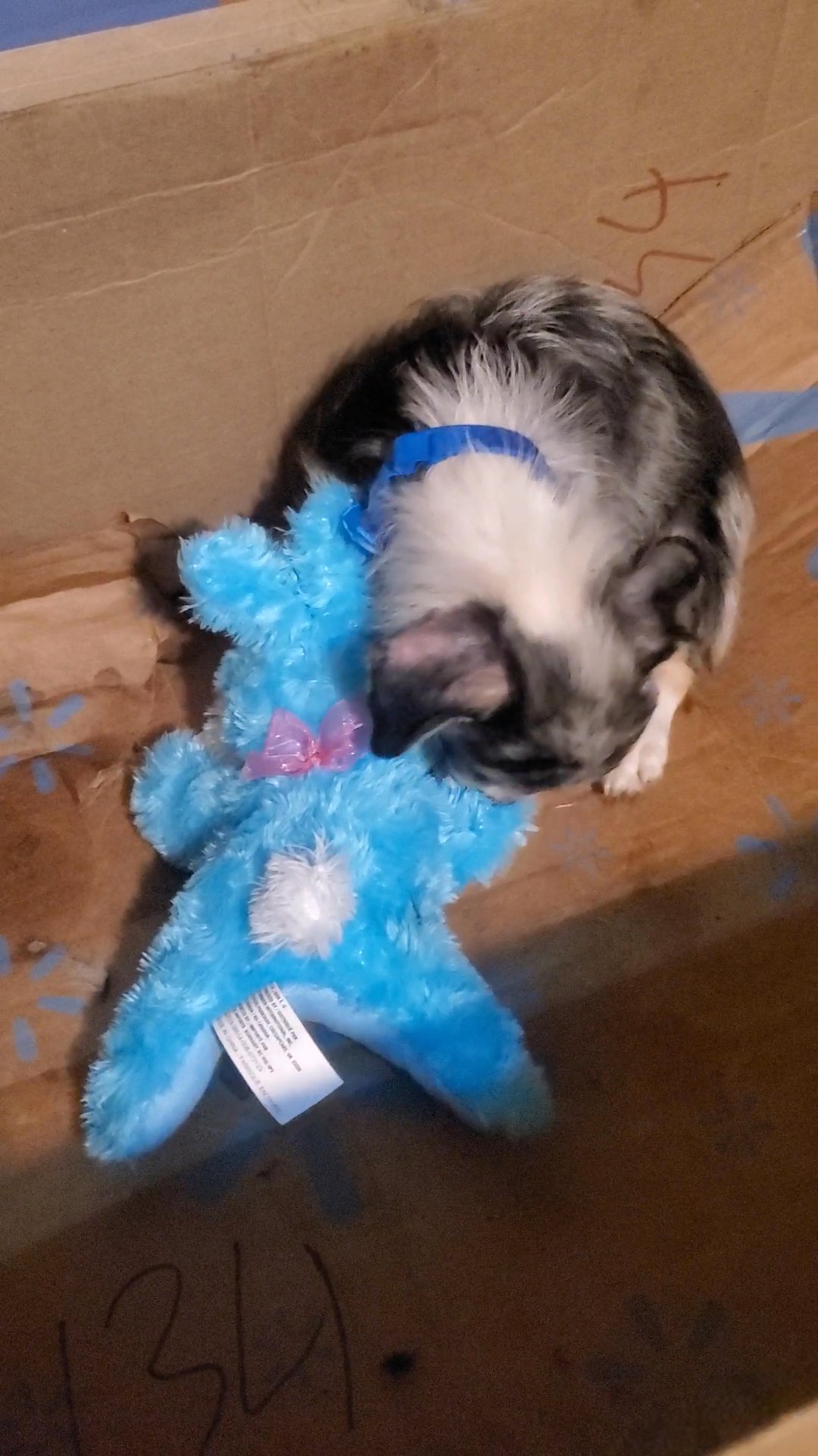 $1400 MERLE BOY CHIHUAHUA in New York City, New York