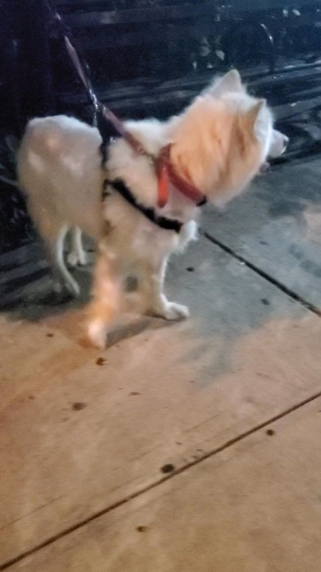 $450  GIRL MALAMUTE  NYC in New York City, New York