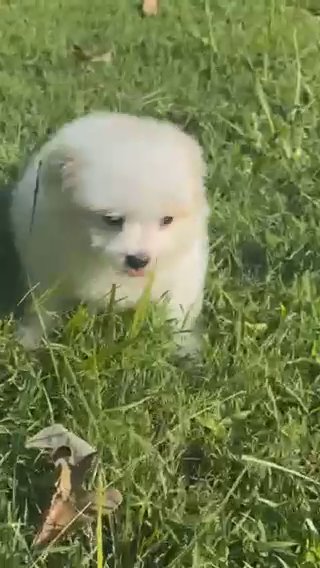 Small Pomchi Girl Puppy in Charlotte, North Carolina
