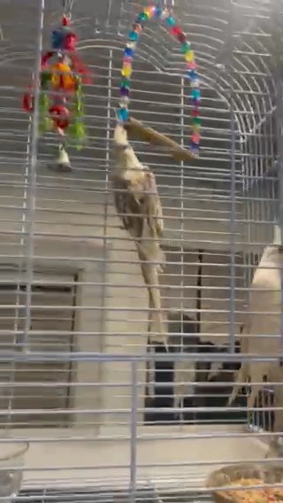 Cockatoos in New York City, New York