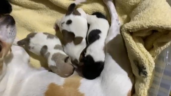 Chihuahua Puppies in Zanesville, Ohio