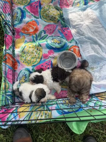 CKC Shihtzu Puppies in Greenwood, South Carolina